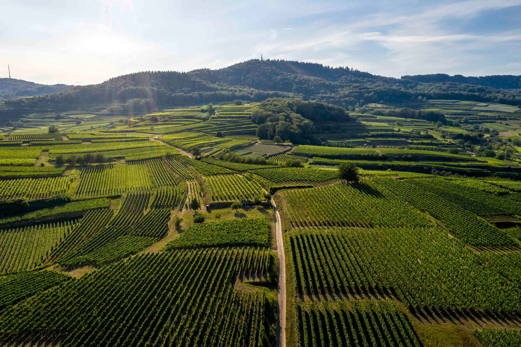 Weingut Kiefer
