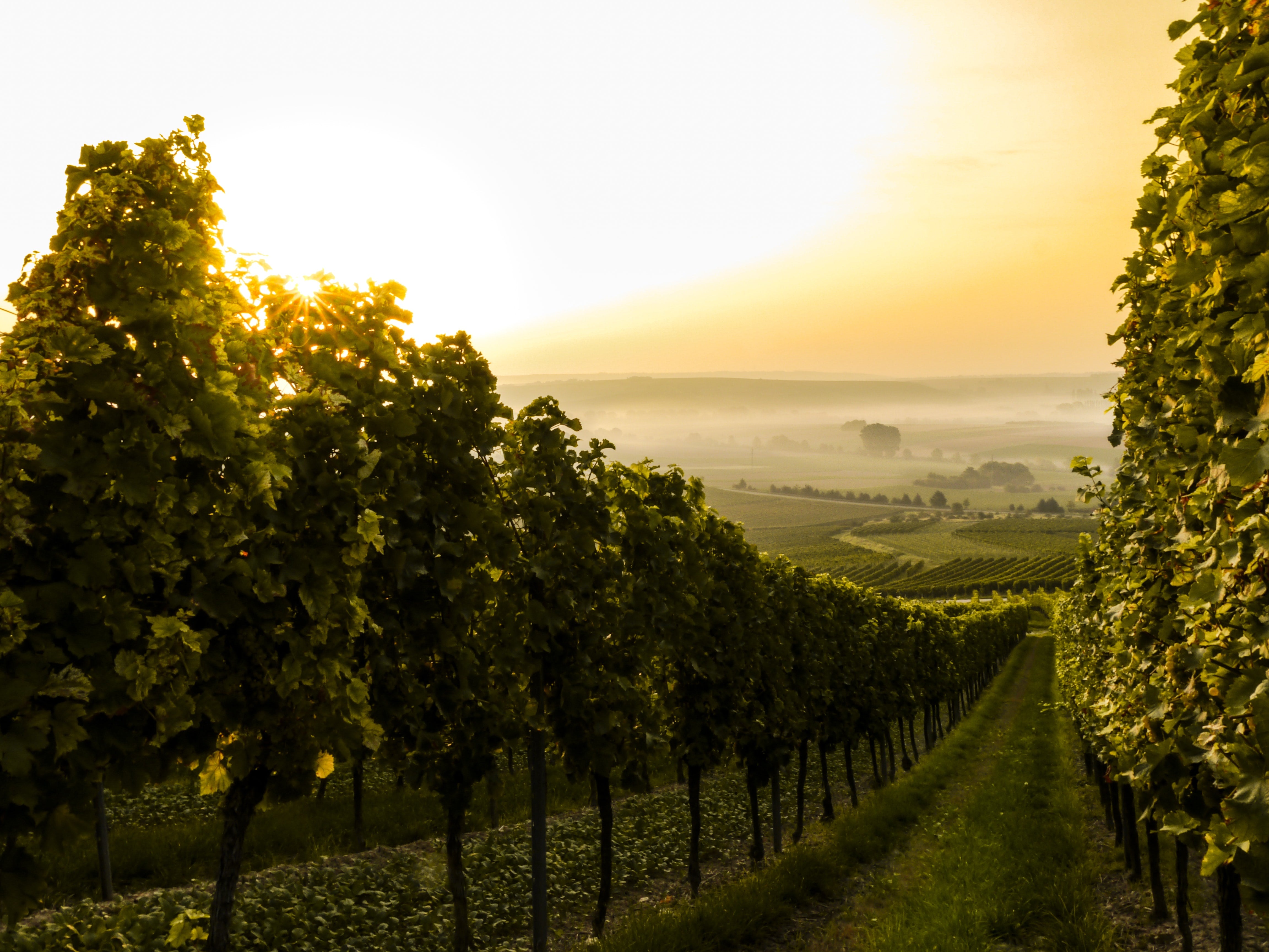 Wein online kaufen