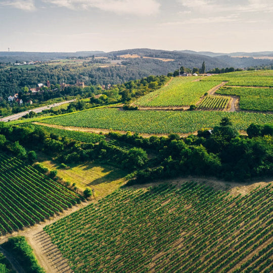 Weingut Hammel & Cie. | 2022er Liter Cuvée Rosé trocken | 12 % vol. | 1,0 Ltr.