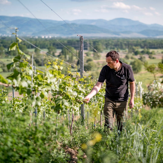 Weingut Kiefer | 2022er "Mit den Wolken ziehen" Weißweincuvée trocken | 12 % vol. | 0,75 Ltr.