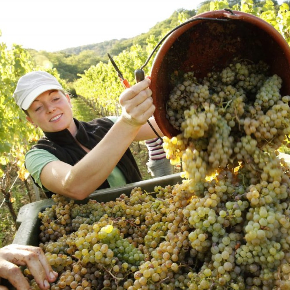 Weingut Margarethenhof | 2022er Scheurebe Kernstück trocken | 12,5 % vol. | 0,75 Ltr.